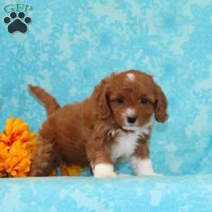 Vanilla, Cavapoo Puppy